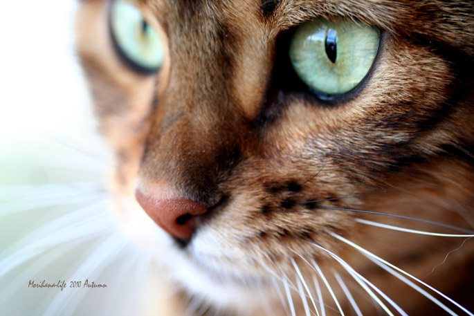 猫の眼と秋のソラ blog.jpg