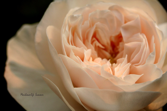 Evening Rose　blog.jpg
